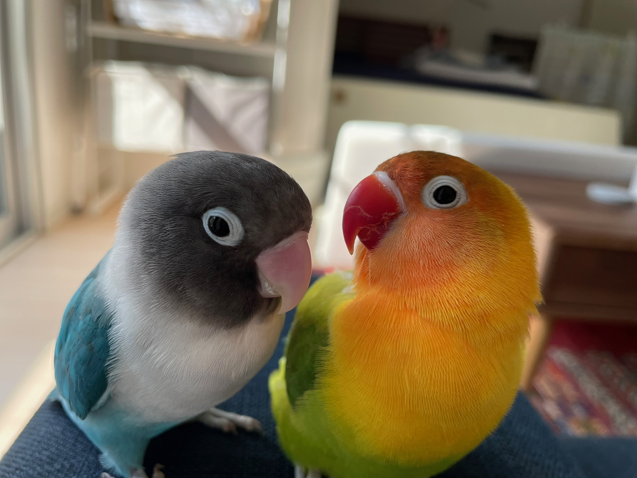 インコ