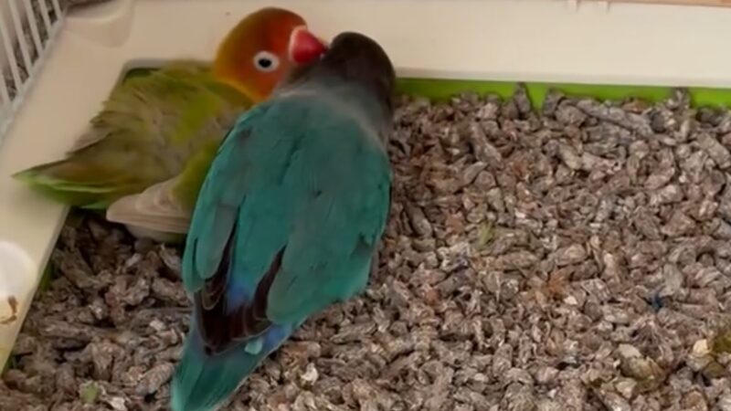 繁殖モードのボタンインコのペア