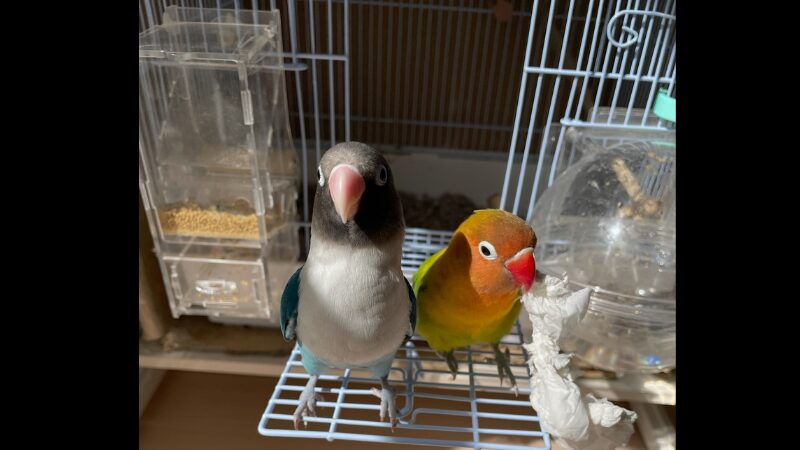 ペアのボタンインコとエサ入れ
