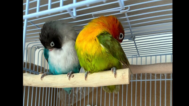 ペアのボタンインコ