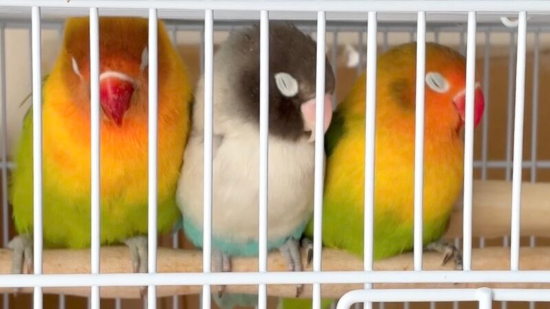 眠っている3羽のボタンインコ
