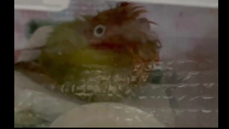 衰弱したボタンインコの幼鳥