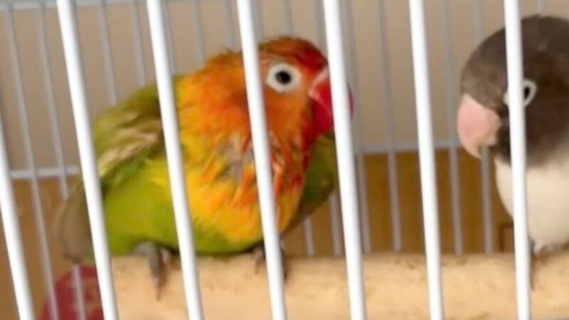 エサをせがむボタンインコの幼鳥