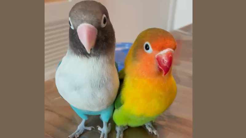 2羽のボタンインコ