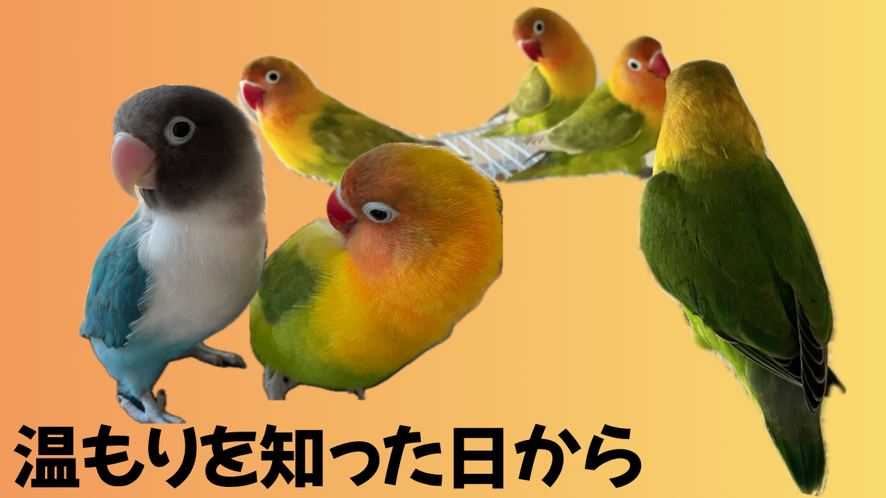 温もりを知った日から〜ボタンインコ６羽〜