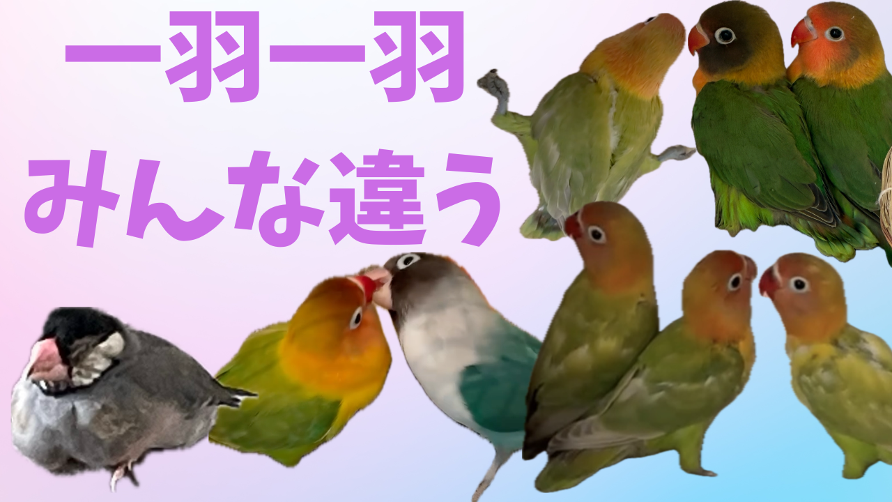 一羽一羽違う　文鳥１羽　ボタンインコ８羽