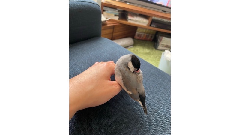 手の上で眠る桜文鳥