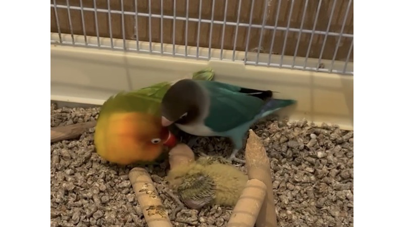 寄り添うボタンインコの雛と親鳥2羽