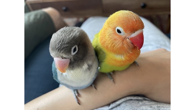 ペアのブルーボタンインコとヤマブキボタンインコ