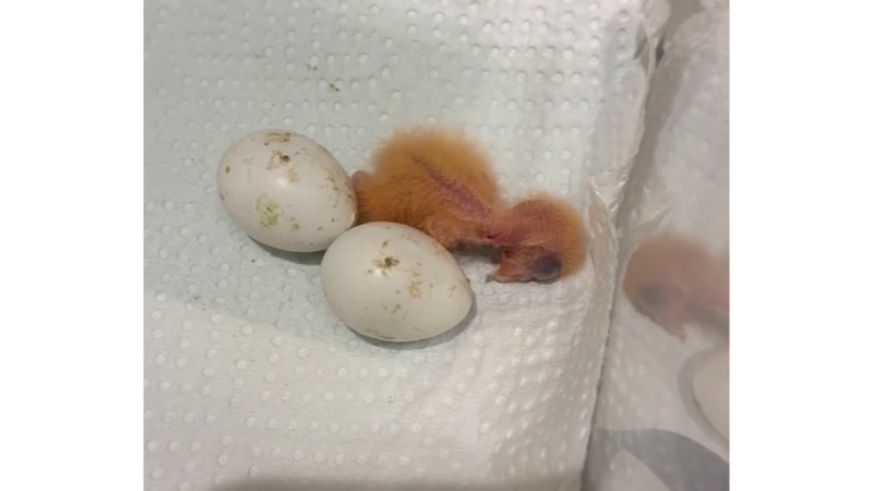 ボタンインコの雛と卵