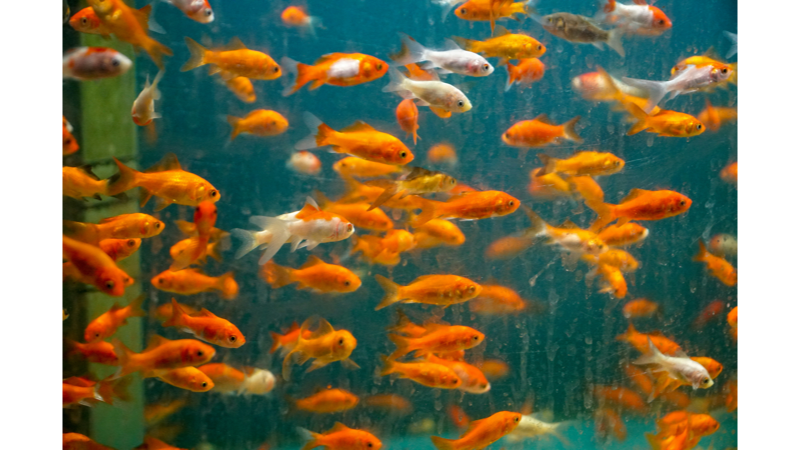 水槽の金魚