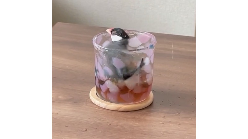 コップの麦茶で水浴びする桜文鳥
