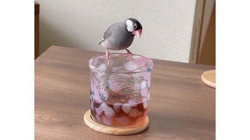 コップの淵で佇む桜文鳥