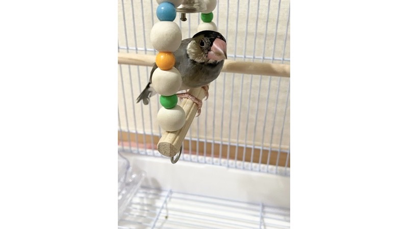 ケージの中で佇む桜文鳥