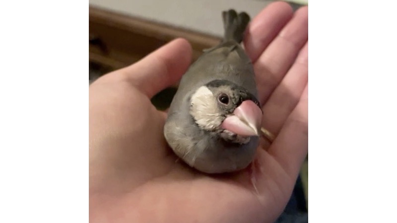 手の上に乗る桜文鳥