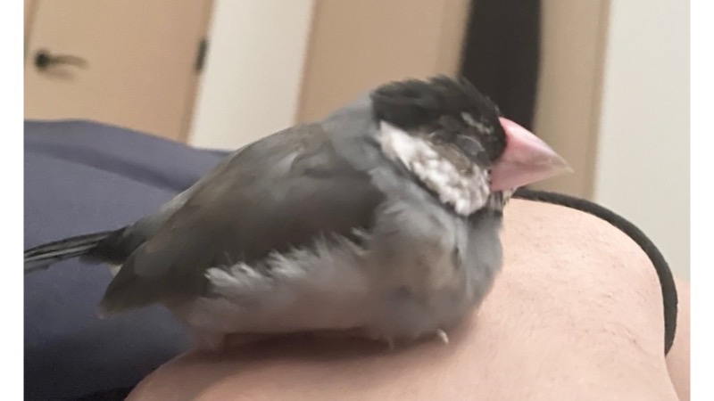 手の上で眠る桜文鳥