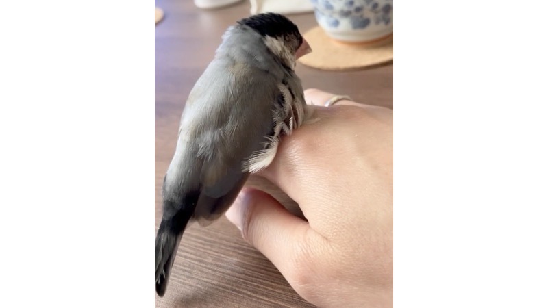 手の甲に留まり眠る桜文鳥