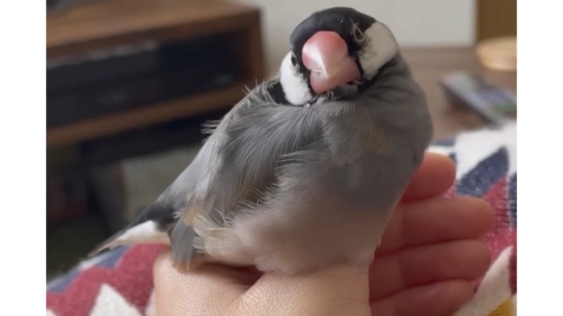 手の上で首を傾げるように見上げる桜文鳥