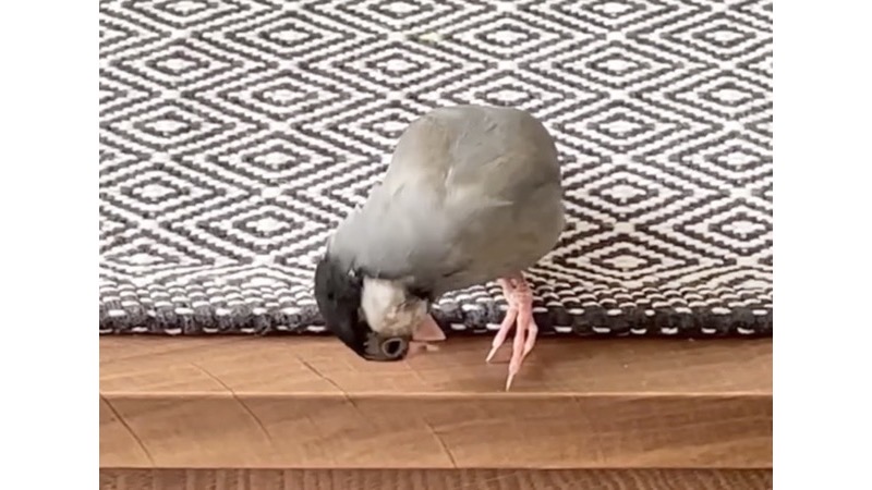 爪を整える桜文鳥