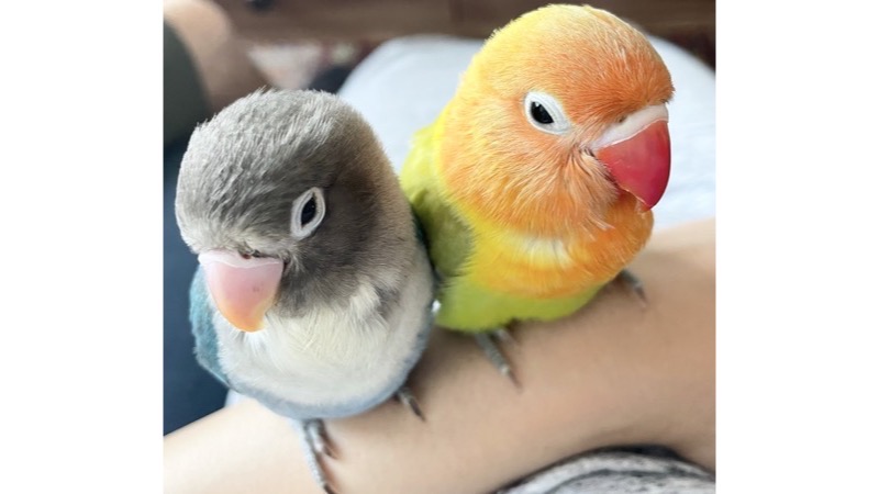 幼鳥のペアボタンインコ