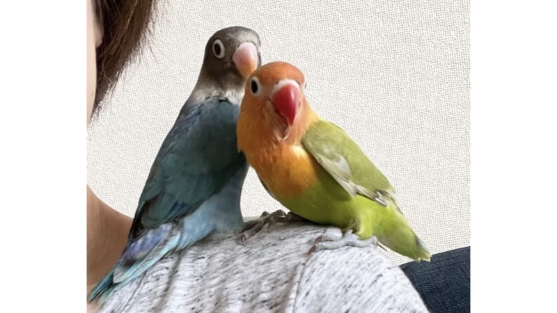肩に乗るペアのボタンインコ