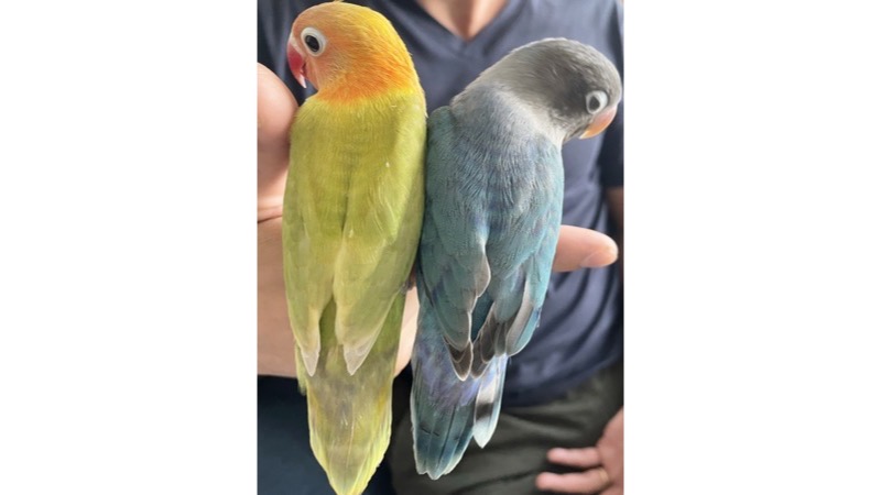 指に留まるペアのボタンインコ