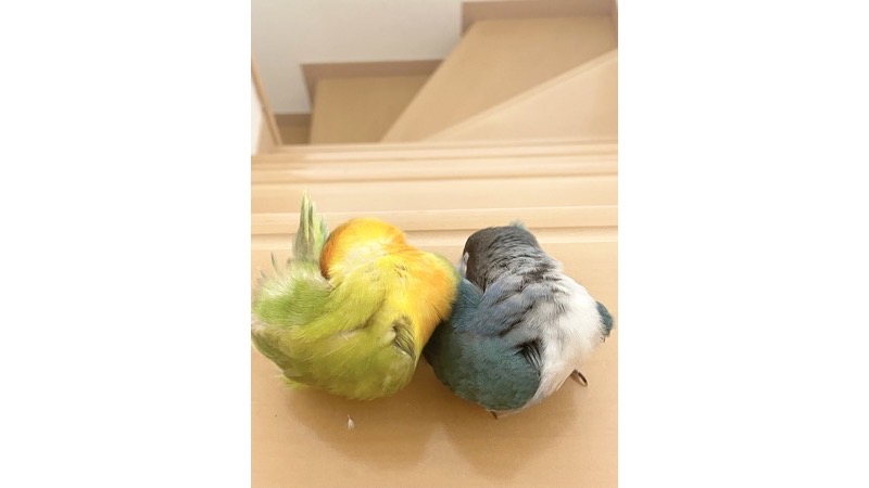 並んで同じポーズで毛繕いをするペアボタンインコ
