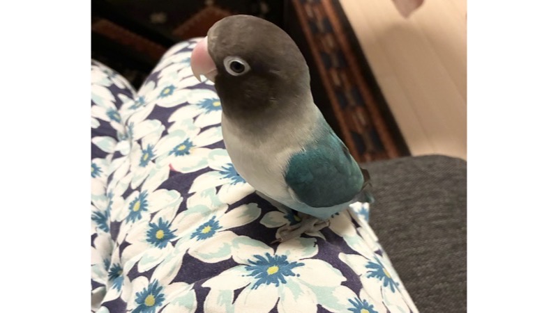 太ももの上に乗るブルーボタンインコ