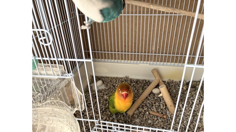 ケージの中で卵を守るヤマブキボタンインコ