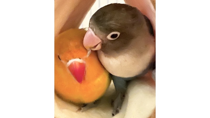 仲睦まじい様子のペアボタンインコ
