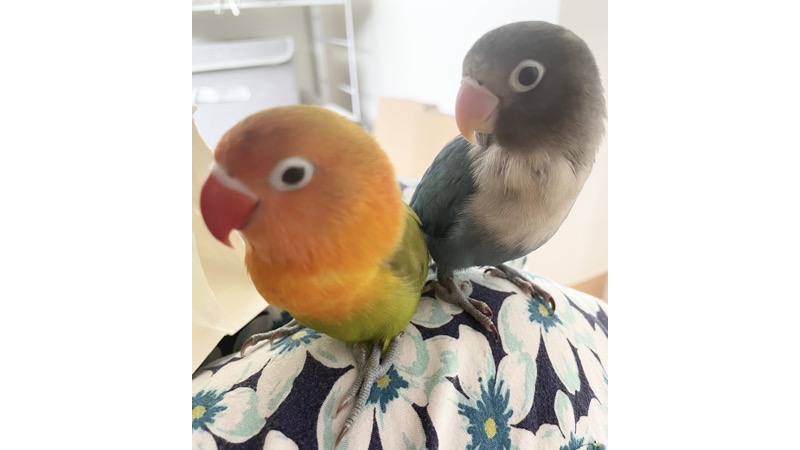 膝の上に止まってこちらをみる幼鳥のペアボタンインコ