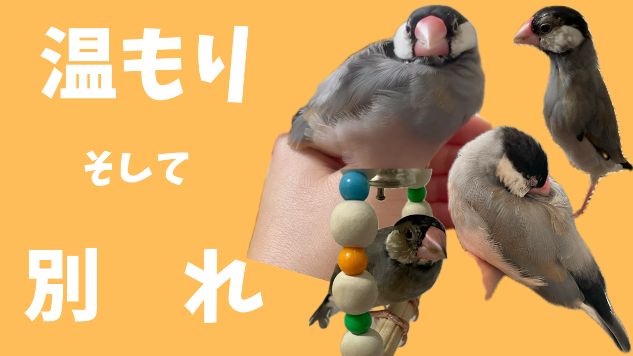 文鳥　温もり　別れ