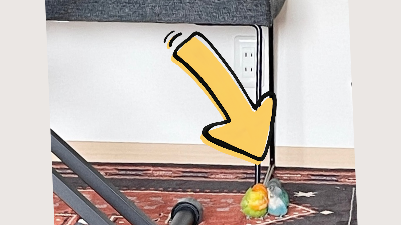 部屋の隅で身を寄せて佇むペアボタンインコ