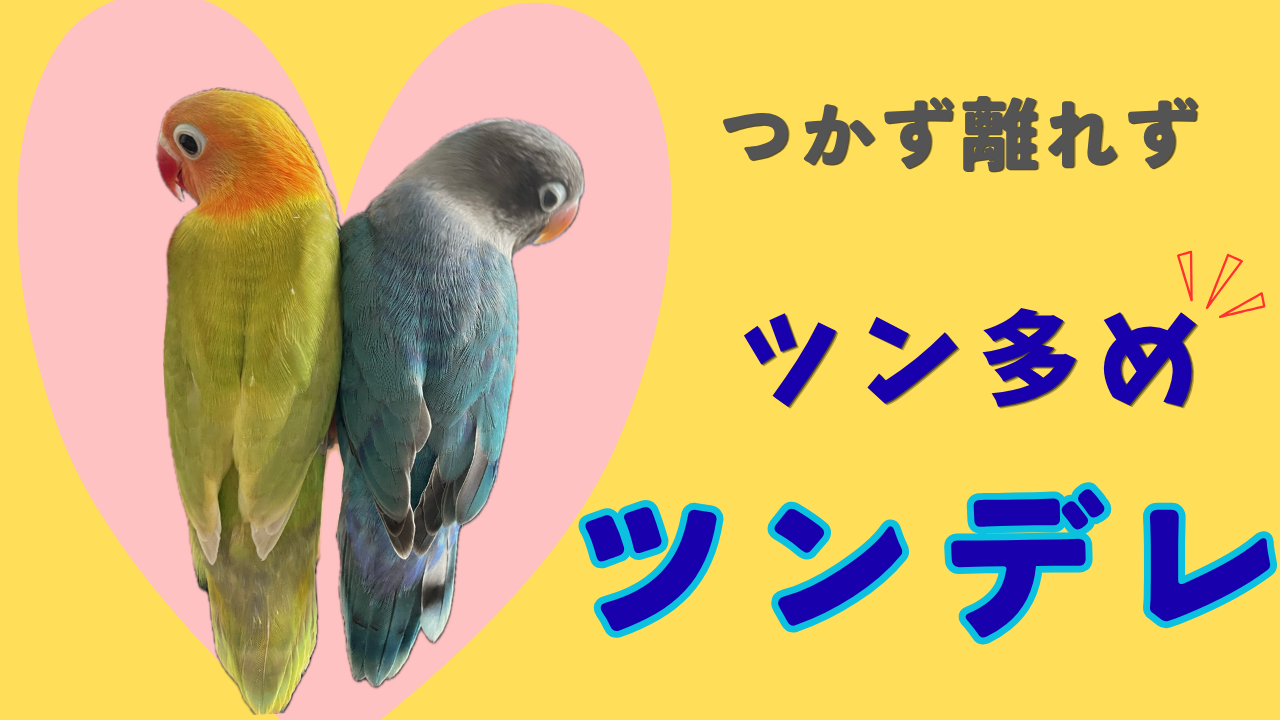 ラブバード　ツンデレ